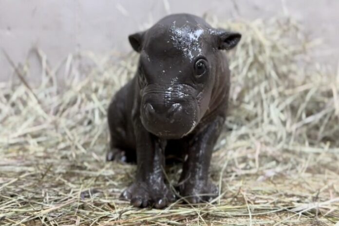 Hippo pigmeu raro nascido em Kansas Zoo oferece esperança para espécies ameaçadas de extinção
