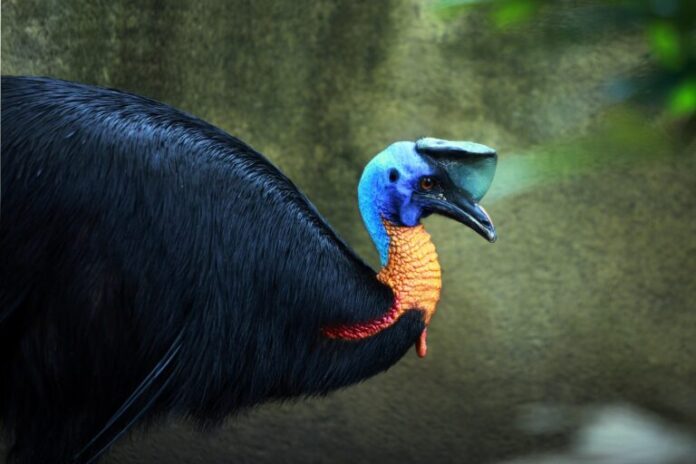 Conectividade florestal Chave para preservar as espetaculares aves da floresta tropical da PNG: Estudo
