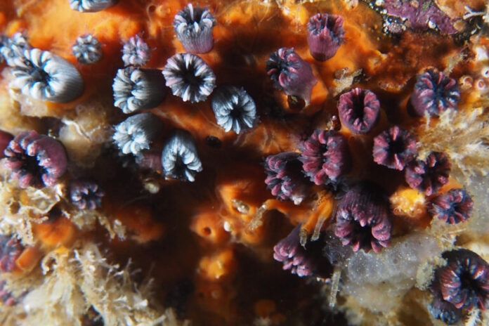 Coral já temia extinto redescoberto em Galápagos após 25 anos
