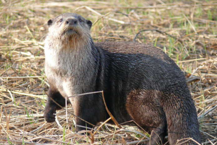 Primeiro registro de Cape Clawless Otter atacando pinguins africanos: Estudo
