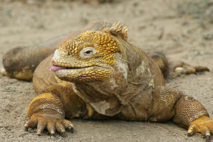 As suspeitas cercam o comércio legal internacional em Galápagos Iguanas
