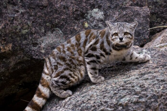 O gato andino ameaçado de extinção está em perigo pelas mudanças climáticas e suas soluções
