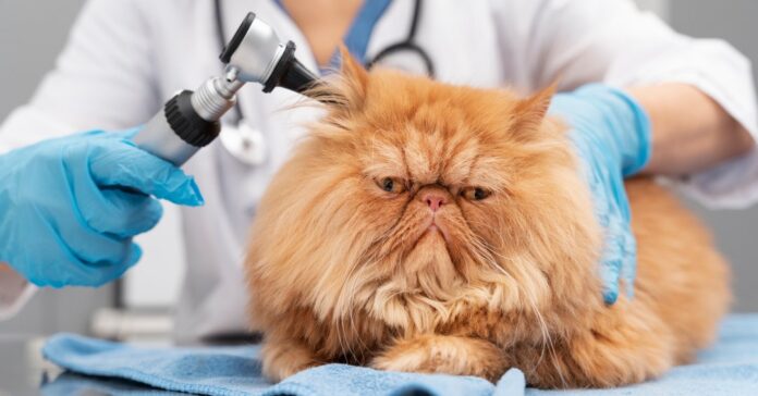 Otoscopia: para que serve o exame em cães e gatos e quando consultar um veterinário