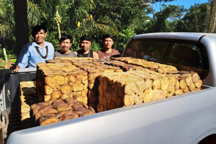 A borracha indígena salta de volta para a conservação da Amazon e uma renda mais alta
