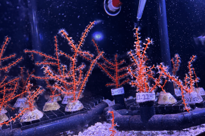 Restauração de coral após devastador o derramamento de horizonte em águas profundas mostra promessa
