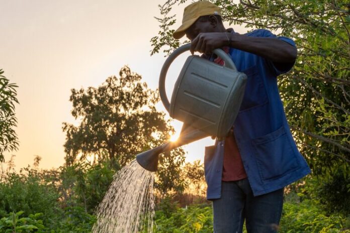 Um projeto de jardim florestal tenta se expandir para o Sahel
